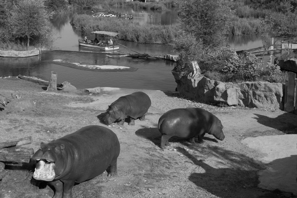 Gelsenkirchen, Zoo